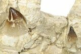 Mosasaur Jaw (Prognathodon) With Custom Stand #236860-8